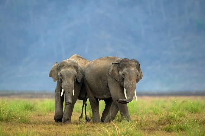 HUNT IN SOUTH AFRICA