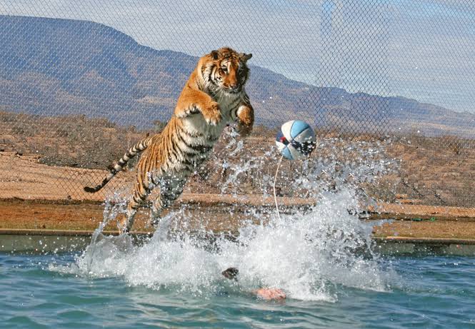 Tiger Splash
